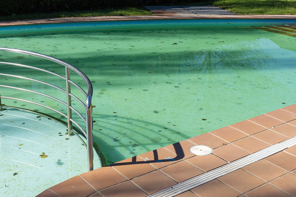 Pool Algae